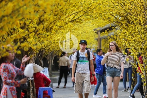 Looking for the most beautiful spring flower viewing spot in Vietnam