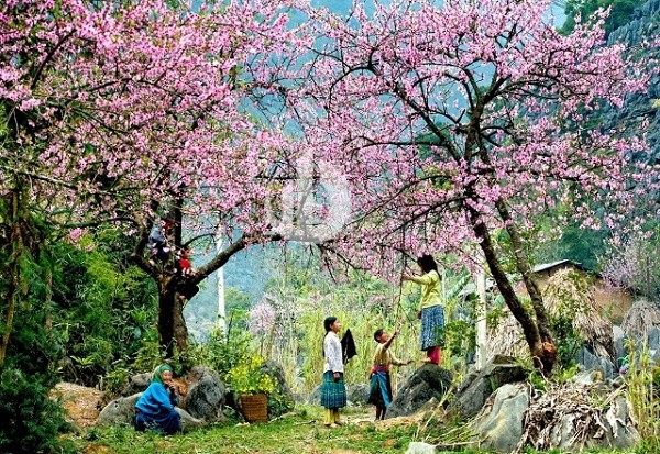 Looking for the most beautiful spring flower viewing spot in Vietnam