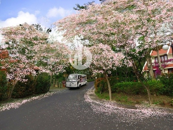 Looking for the most beautiful spring flower viewing spot in Vietnam