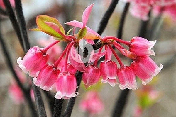 Looking for the most beautiful spring flower viewing spot in Vietnam