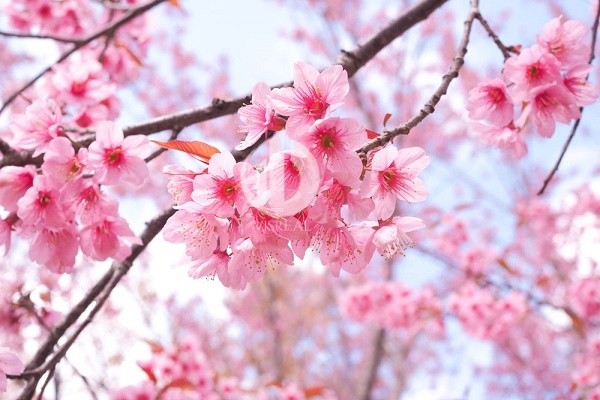 Looking for the most beautiful spring flower viewing spot in Vietnam