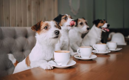 Cherish your furry "Boss" at Top 9 Super cute Pet Coffees in Saigon