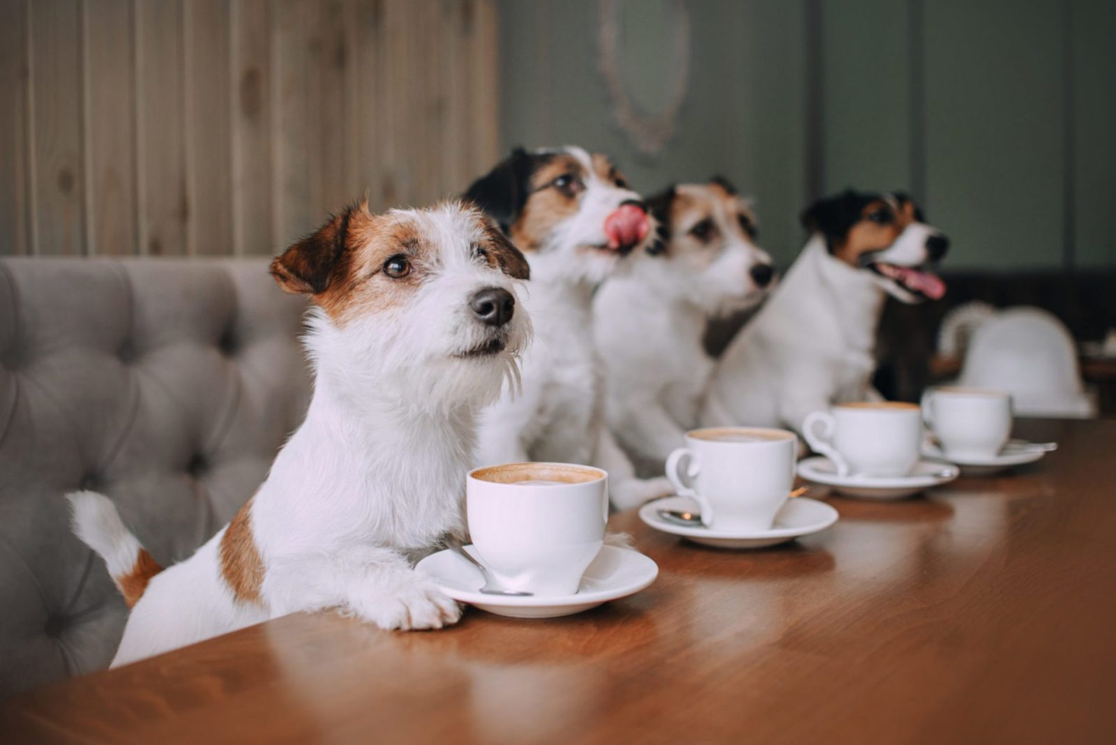Cherish your furry “Boss” at Top 9 Super cute Pet Coffees in Saigon